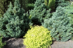 Dundagas kokaudzētava chamaecyparis pisifera Boulevard un spiraea japonica Golden Princess