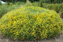 Dundagas kokaudzētava genista radiata