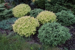 Dundagas kokaudzētava picea abies Nidiformis un spiraea japonica Gold Mound